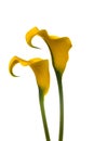 Two yellow Calla lilies Royalty Free Stock Photo