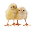 Two yellow chickens Royalty Free Stock Photo