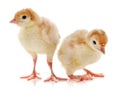 Two yellow chickens Royalty Free Stock Photo