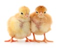 Two yellow chickens Royalty Free Stock Photo