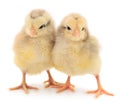 Two yellow chickens Royalty Free Stock Photo