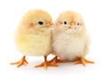 Two yellow chickens. Royalty Free Stock Photo