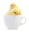 Two yellow chicks in a cup Royalty Free Stock Photo