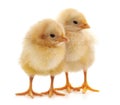 Two yellow chicks Royalty Free Stock Photo