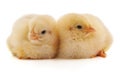 Two yellow chicks Royalty Free Stock Photo