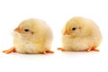 Two yellow chicks Royalty Free Stock Photo