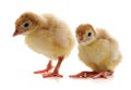 Two yellow chicks Royalty Free Stock Photo