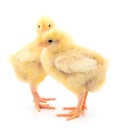 Two yellow chicks Royalty Free Stock Photo