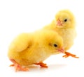Two yellow chicks Royalty Free Stock Photo