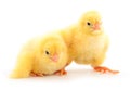 Two yellow chicks Royalty Free Stock Photo