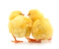 Two yellow chicks Royalty Free Stock Photo