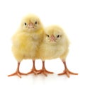 Two yellow chicks Royalty Free Stock Photo