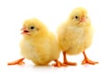 Two yellow chicks Royalty Free Stock Photo