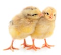 Two yellow chicks Royalty Free Stock Photo