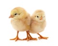 Two yellow chicks Royalty Free Stock Photo