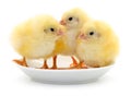 Two yellow chicks in a plate Royalty Free Stock Photo