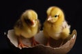 Two Yellow Chicks In Shell Of One Egg. Generative AI Royalty Free Stock Photo