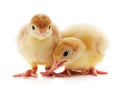 Two yellow chicks Royalty Free Stock Photo