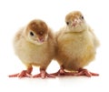 Two yellow chicks Royalty Free Stock Photo