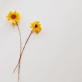 Two yellow Chrysanthemums with dry branch. Royalty Free Stock Photo