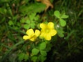 Two yellow clover flowers