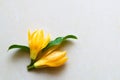 Two yellow colored plucked flowers with leaves on surface with white background.