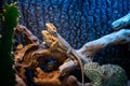 Two yellow colorful bearded dragons in a vivarium