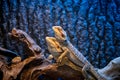 Two yellow colorful bearded dragons in a vivarium Royalty Free Stock Photo