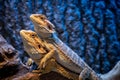 Two yellow colorful bearded dragons in a vivarium Royalty Free Stock Photo