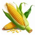 Two Yellow Corn Cobs with Green Husks and Kernels on White Background Royalty Free Stock Photo