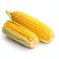 Two yellow corn cobs in a leaf. Corn as a dish of thanksgiving for the harvest, picture on a white isolated background Royalty Free Stock Photo