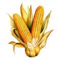 Two yellow corn cobs in a leaf, illustration. Corn as a dish of thanksgiving for the harvest, a picture on a white isolated Royalty Free Stock Photo