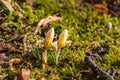 two yellow crocus buds with water drops Royalty Free Stock Photo