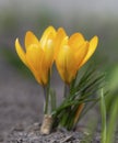 Two yellow crocus in full blossom grow in the brown earth in the park. First beautiful spring flowers. Royalty Free Stock Photo