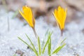 Two yellow crocuses bloomed Royalty Free Stock Photo