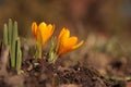 Two yellow crocuses on a blurred background with copy space Royalty Free Stock Photo