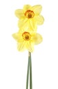 Two yellow daffodil isolated on white background, spring flowers Royalty Free Stock Photo