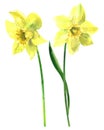 Two yellow daffodils, beautiful fresh spring narcissus flowers, isolated, hand drawn watercolor illustration on white