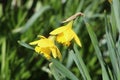 Two yellow daffodils in bloom Royalty Free Stock Photo