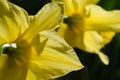 Two yellow daffodils blooming bright Royalty Free Stock Photo