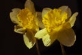 Two yellow daffodils closeup in darkness and light filtered. Two isolated blooming narcissus filter. Bright spring flowers toned. Royalty Free Stock Photo