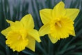 Two Yellow Daffodils With Delicate Petals In The Garden Royalty Free Stock Photo