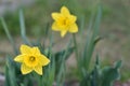 Two yellow daffodils in a flower bed. Royalty Free Stock Photo