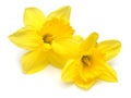 Two yellow daffodils flowers isolated on white background Royalty Free Stock Photo