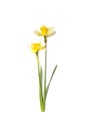 Two yellow Daffodils. Narcissus flowers Royalty Free Stock Photo