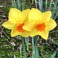 Two yellow daffodils with orange centers Royalty Free Stock Photo