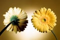 Two yellow daisies