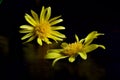 Two yellow daisies against a black background Royalty Free Stock Photo