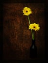 Two yellow daisies in black vase against artistic, textured background. Royalty Free Stock Photo