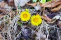 Two yellow daisies in bloom among dry leaves Royalty Free Stock Photo